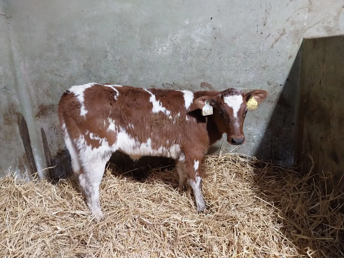 LARGE SELECTION OF QUALITY CALVES - Image 1