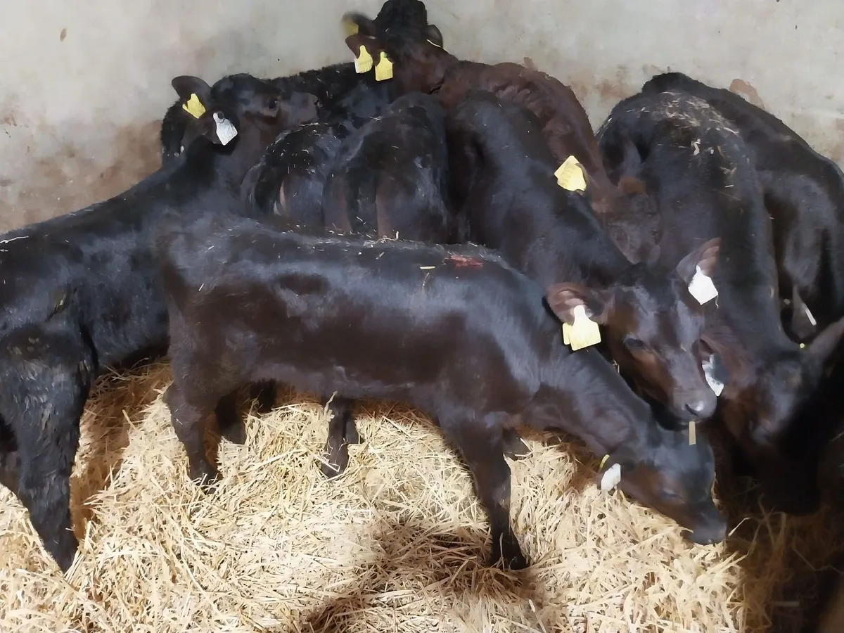LARGE SELECTION OF QUALITY CALVES - Image 3