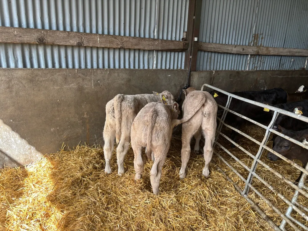 3 super charlaois bull runners - Image 2