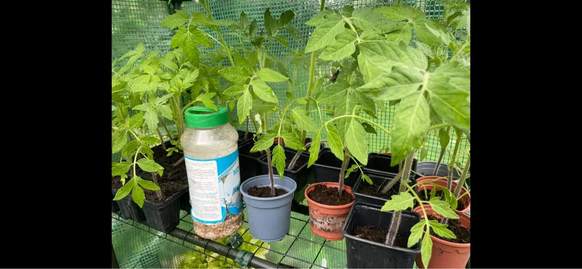 Plants for sale - Image 2