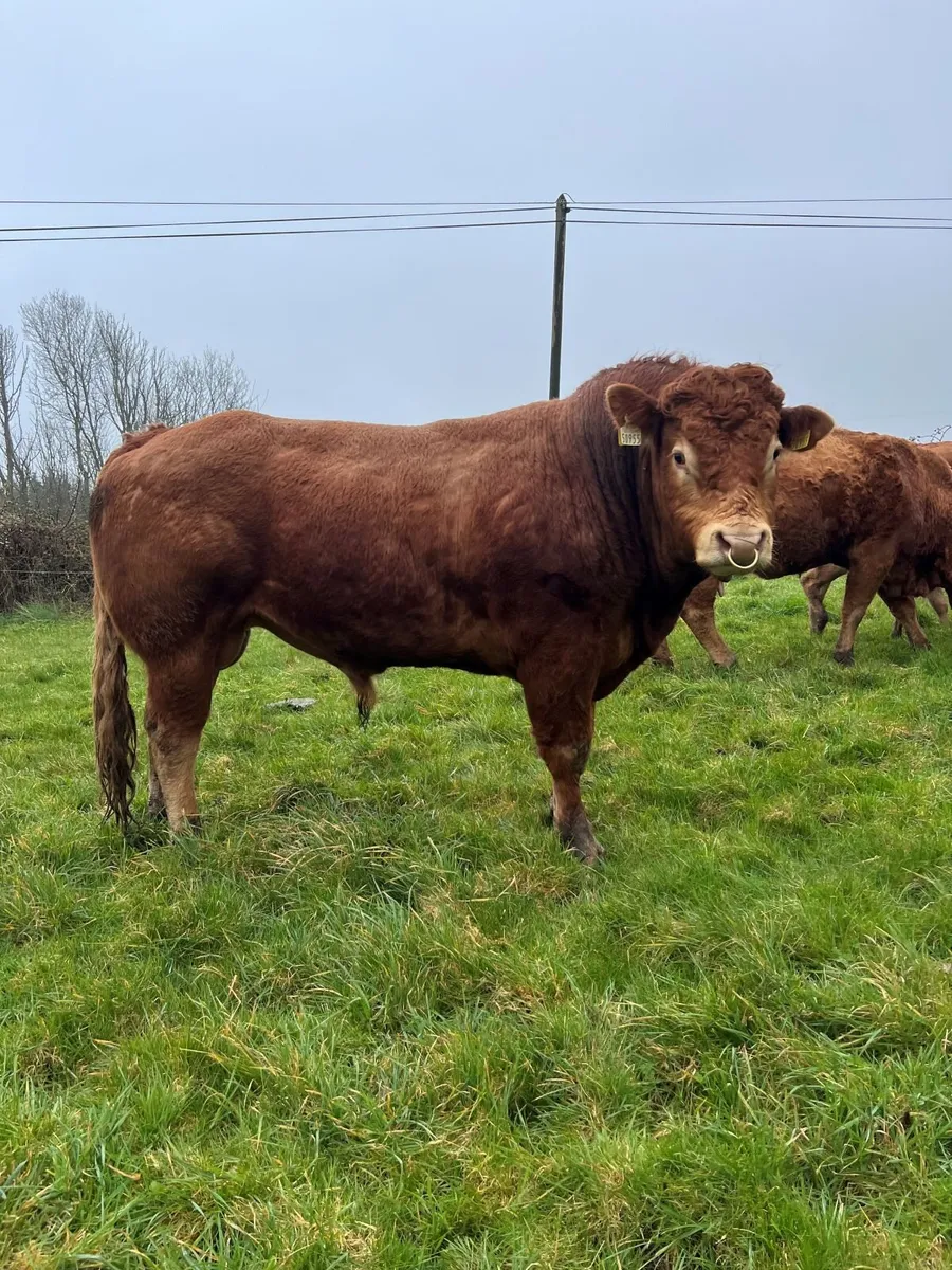 Limousin Bull for sale - Image 1