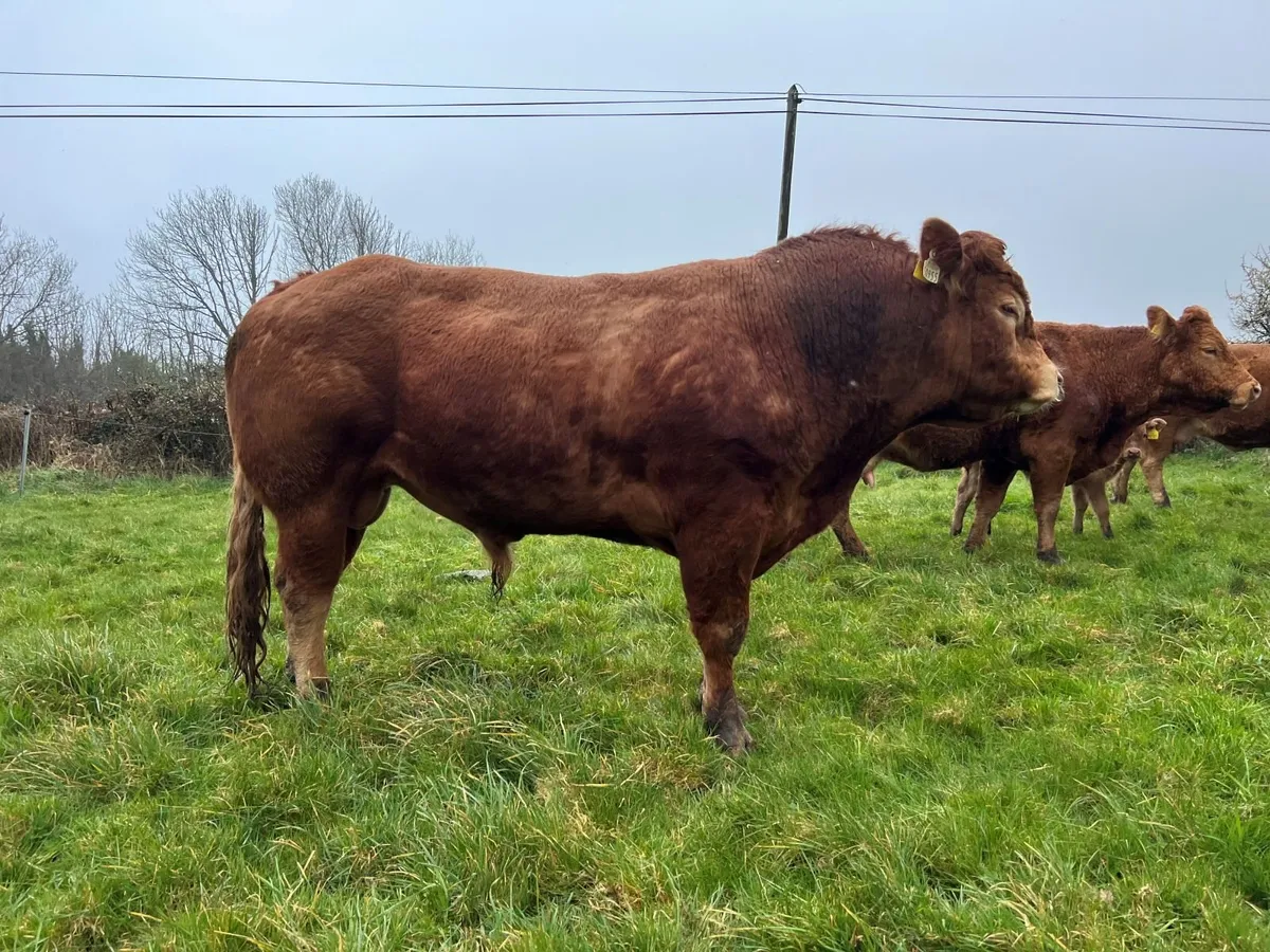Limousin Bull for sale - Image 2