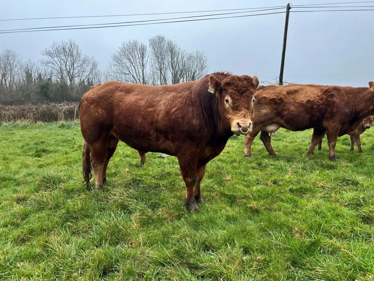 Limousin Bull for sale - Image 3