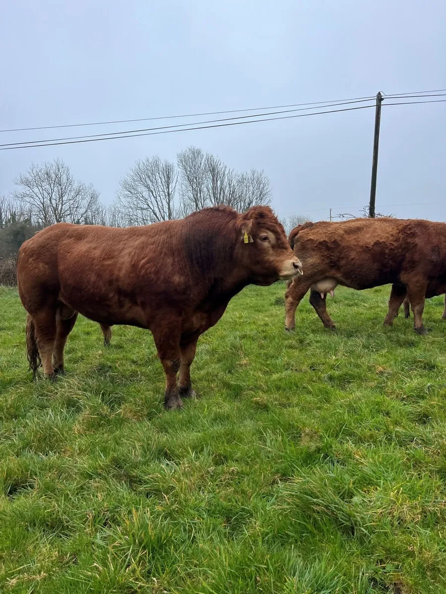 Limousin Bull for sale - Image 4