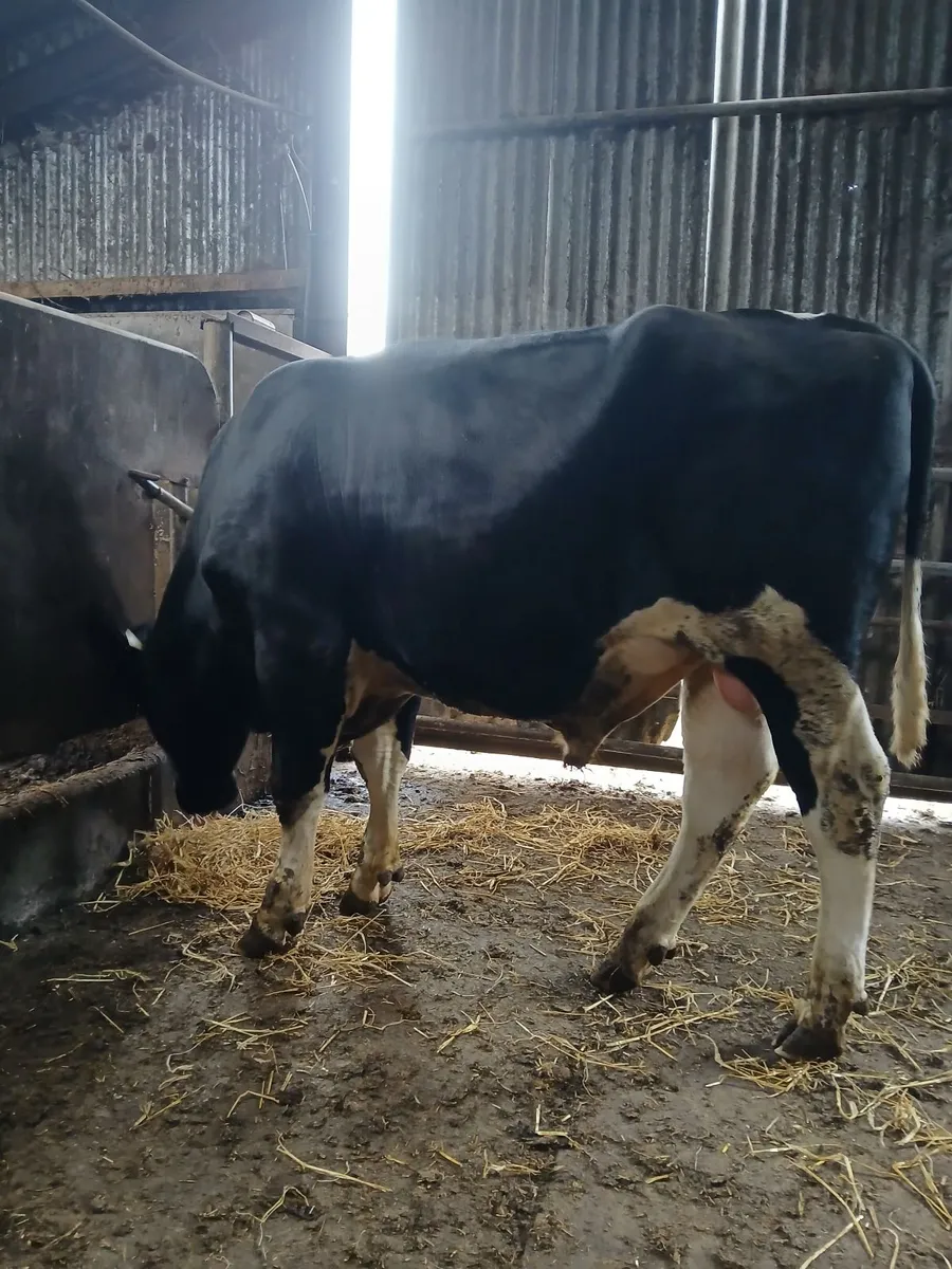 PBR Friesian Bull - Image 1