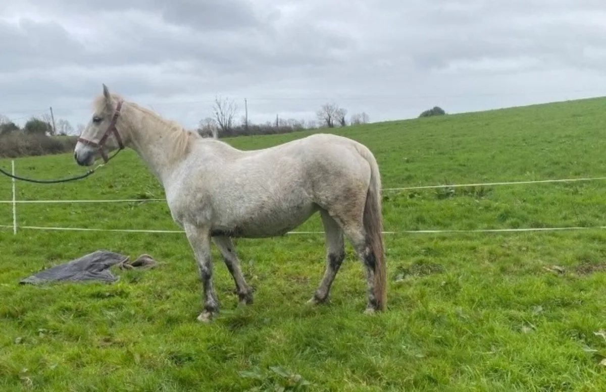 Connemara Mare - Image 1
