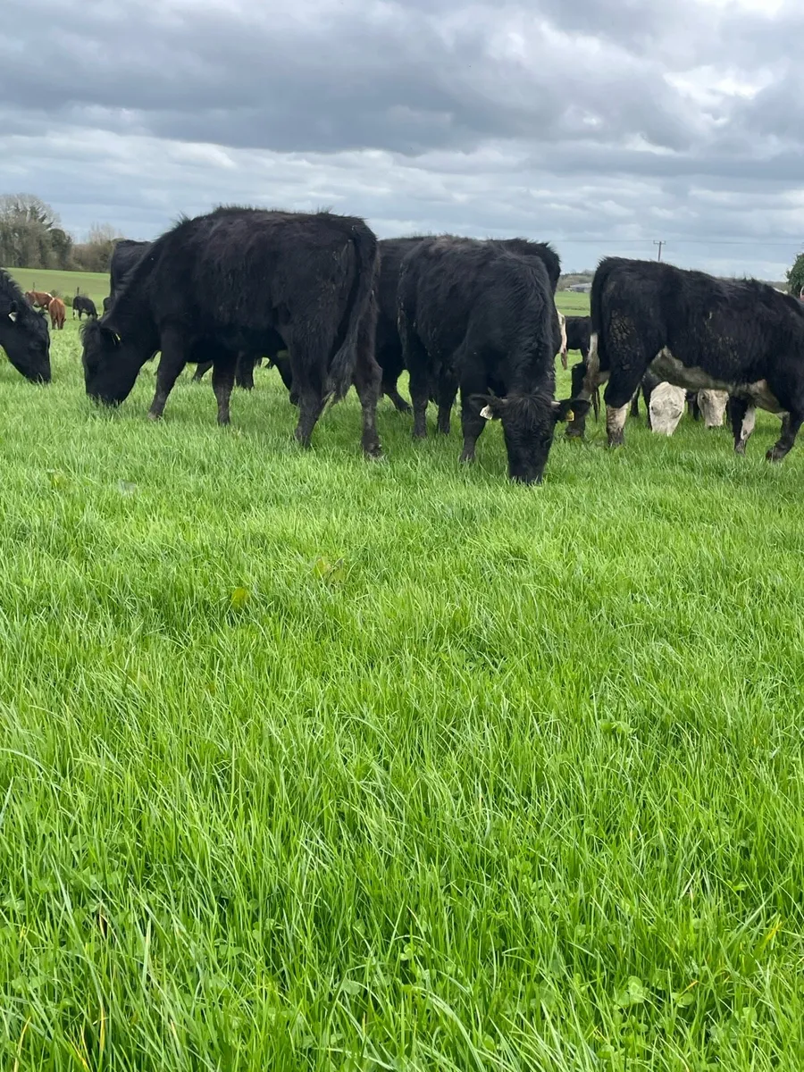 70 Outlier - Image 2