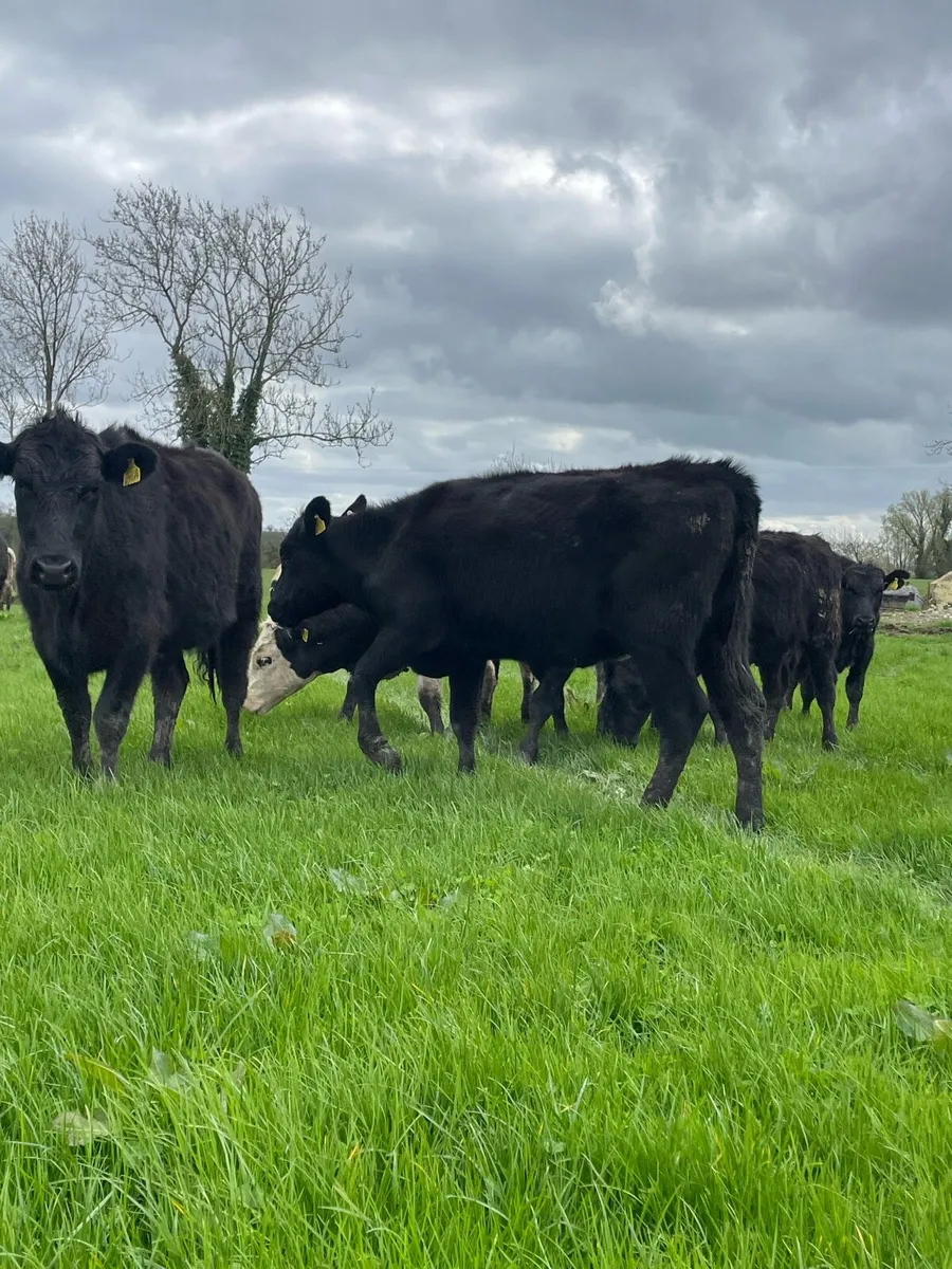 70 Outlier - Image 3