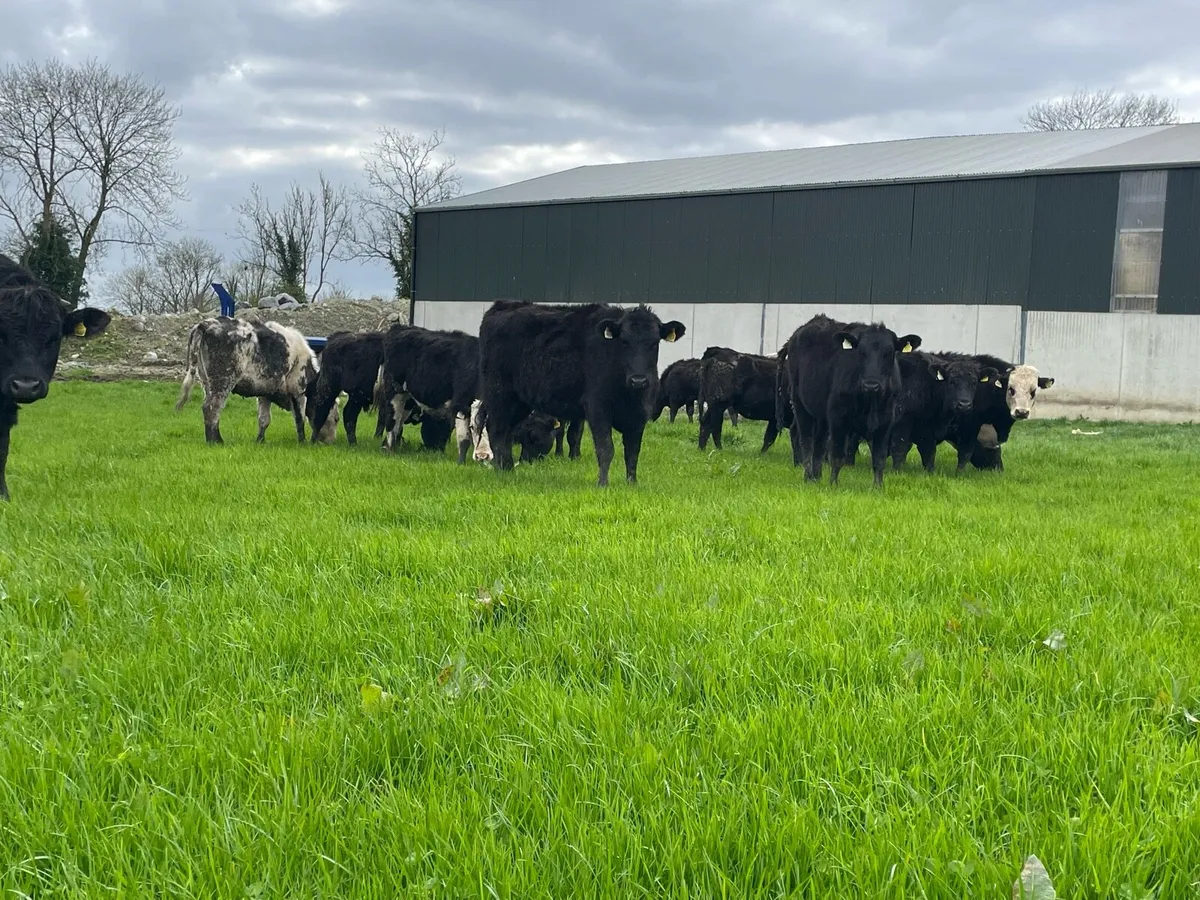 70 Outlier - Image 4