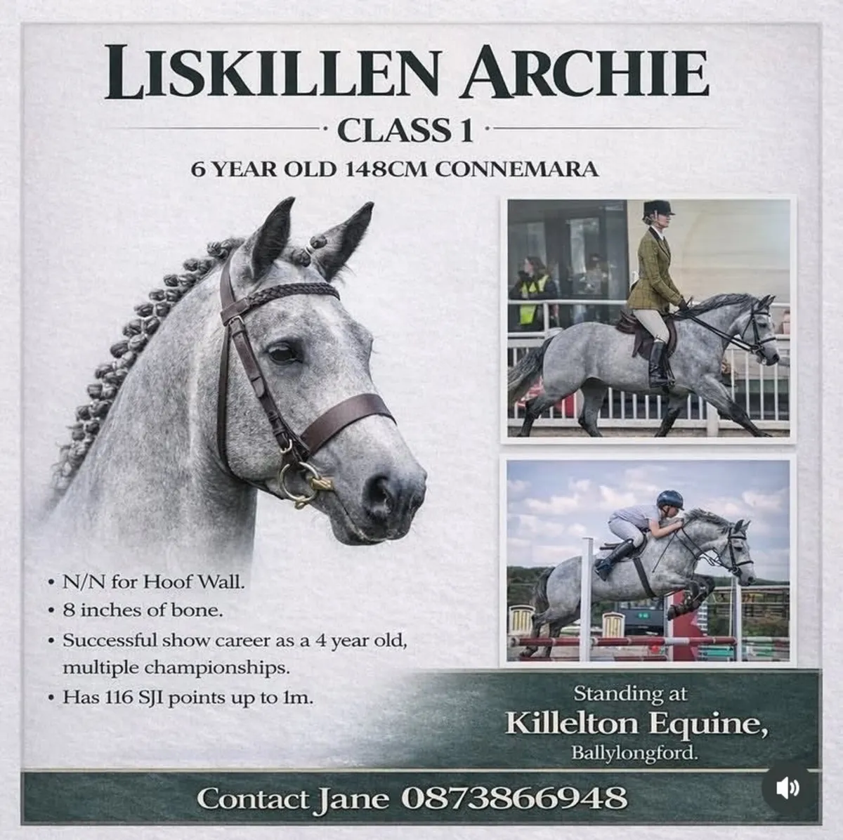 Connemara Mare - Image 3