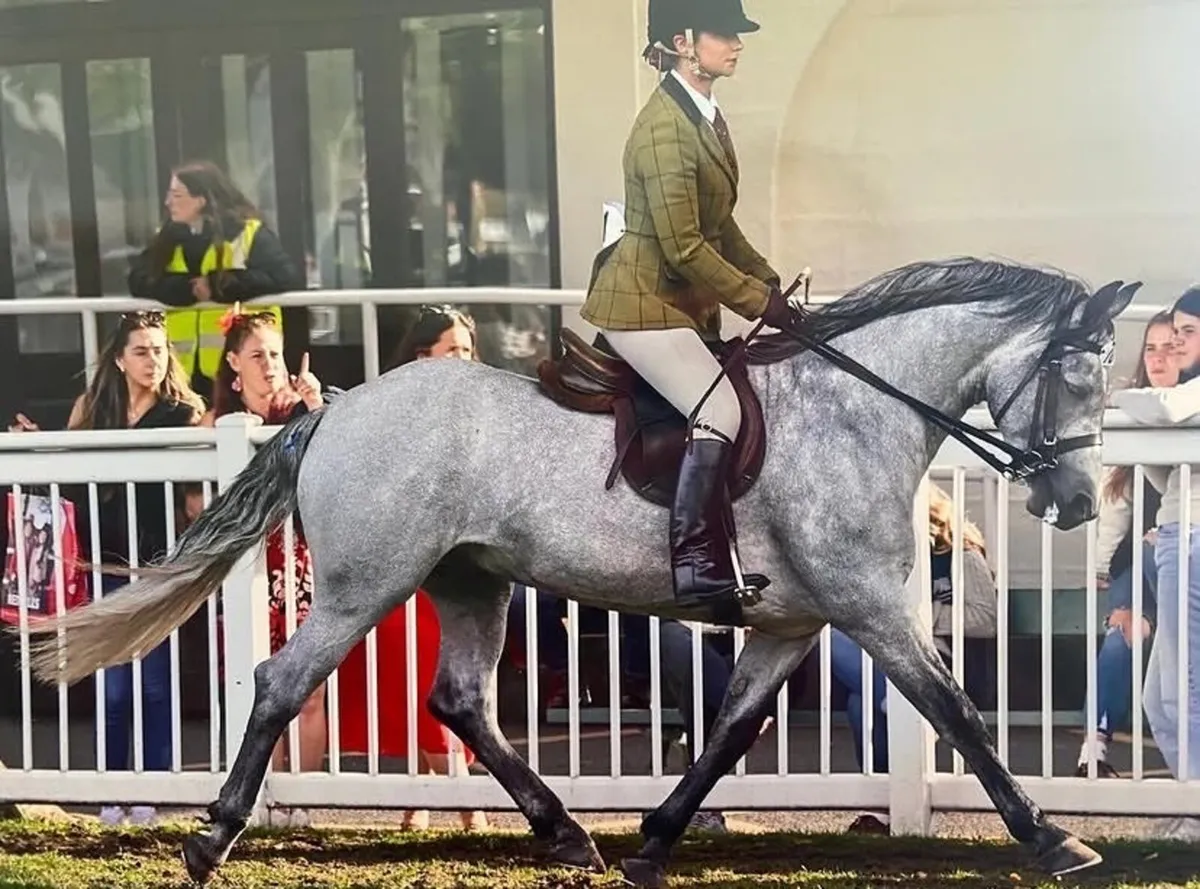 Connemara Mare - Image 4