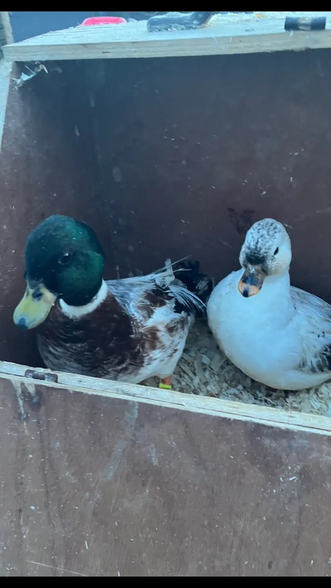 Call ducks/ laying hens - Image 3