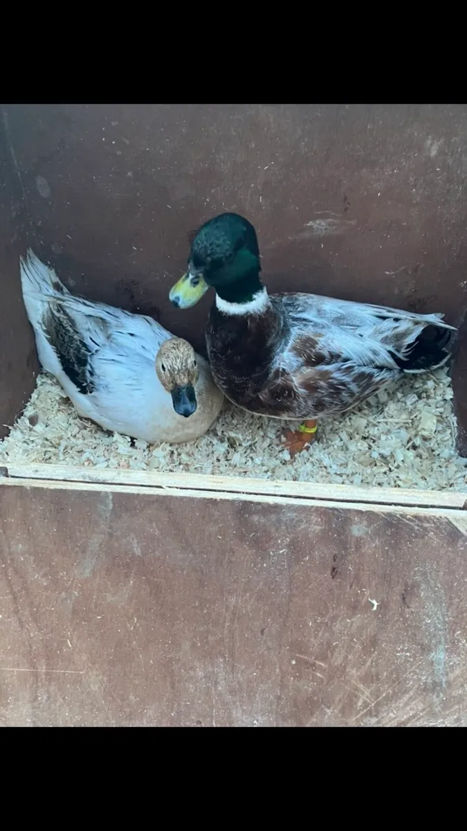 Call ducks/ laying hens - Image 1