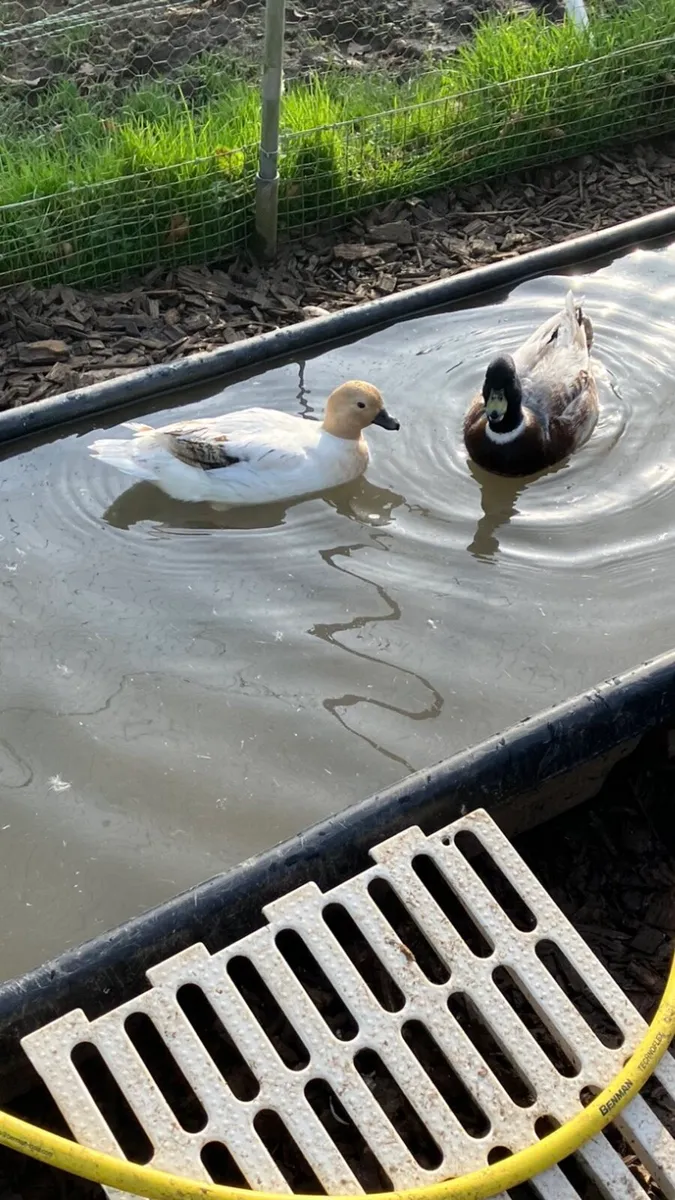 Call ducks/ laying hens - Image 2