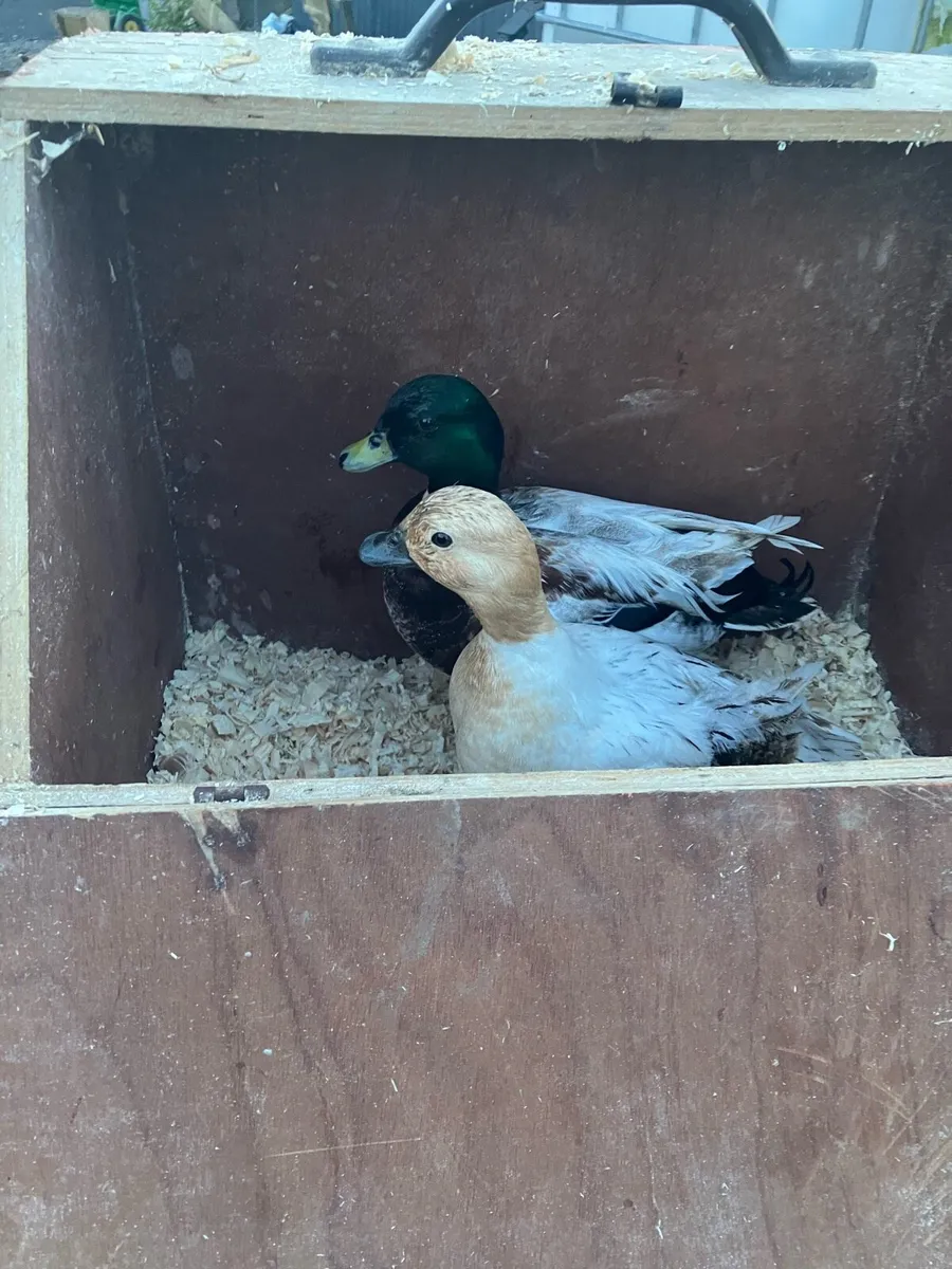 Call ducks/ laying hens - Image 4