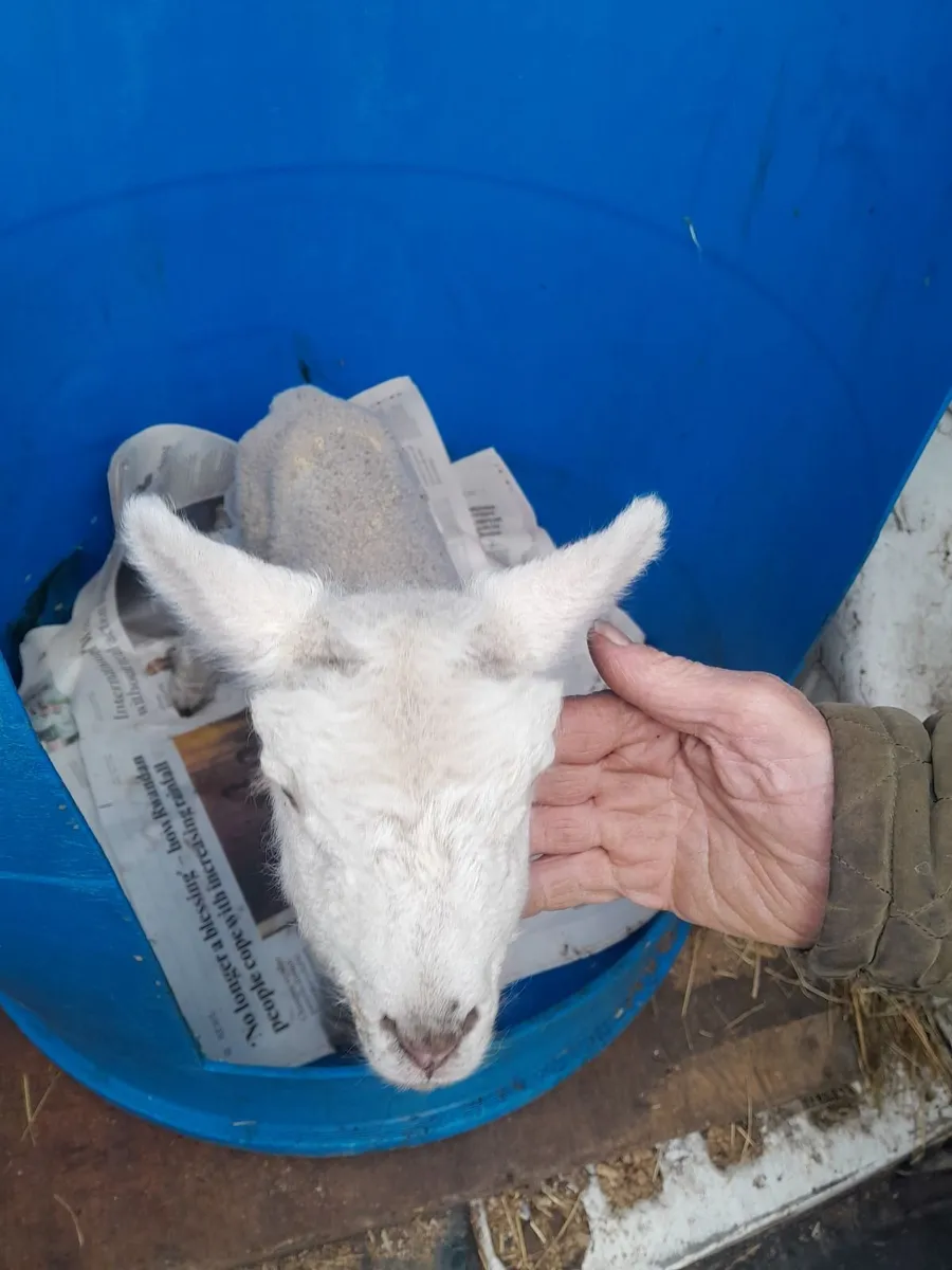 Pet Lamb - Image 1