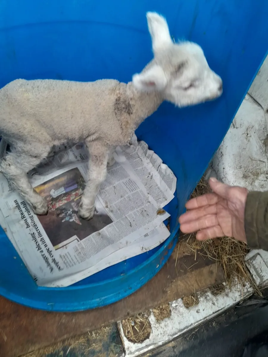 Pet Lamb - Image 2