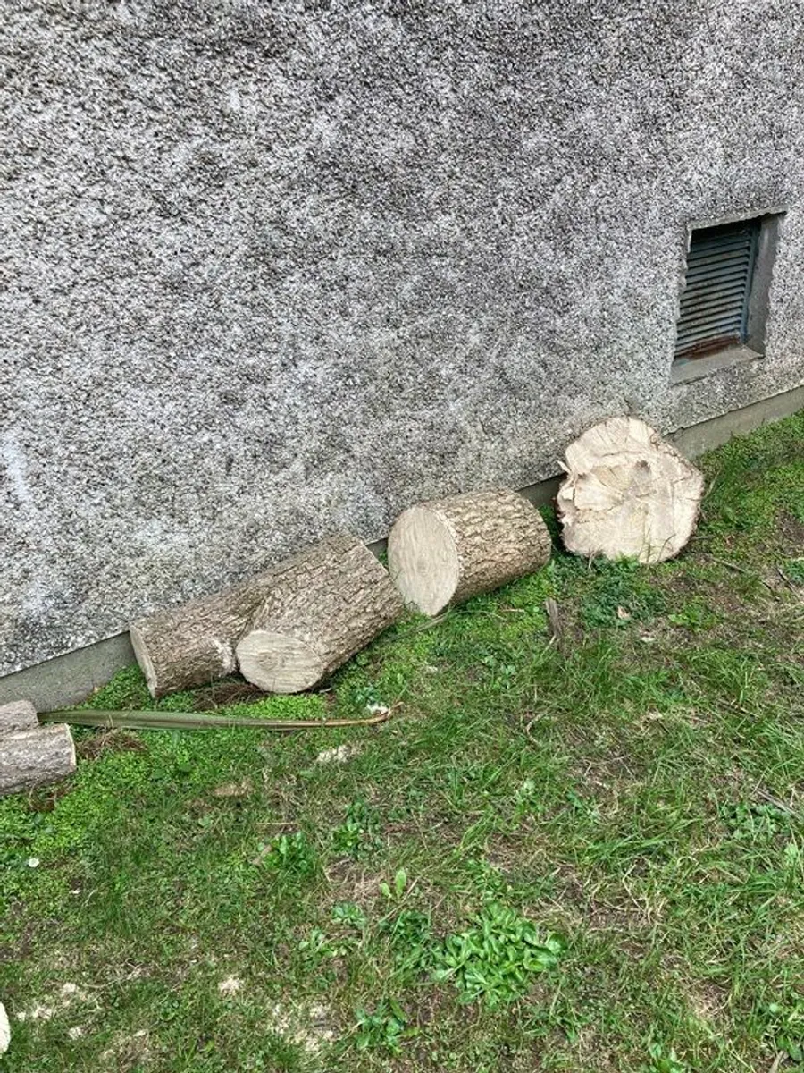 free firewood - Image 4