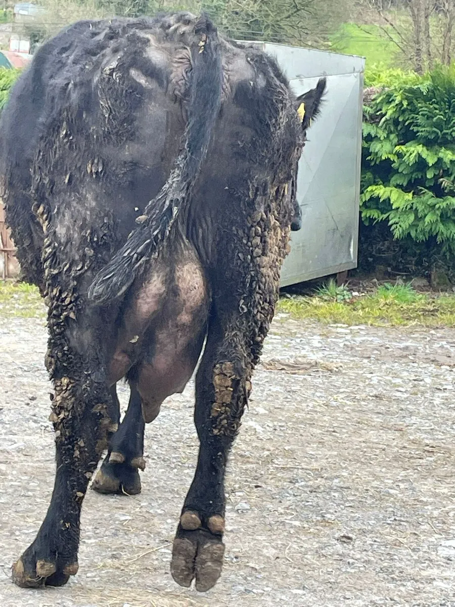 Foster cow - Image 1