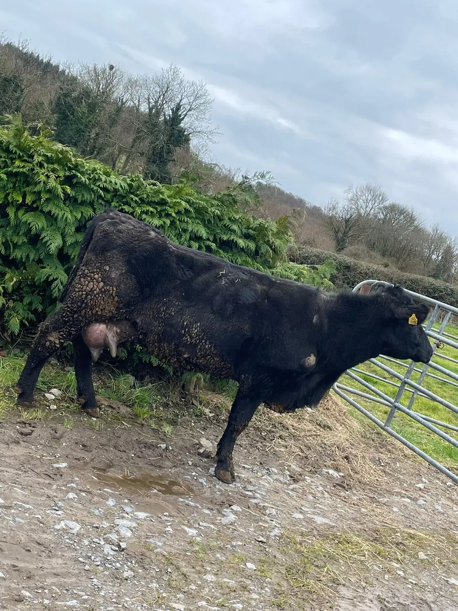 Foster cow - Image 2