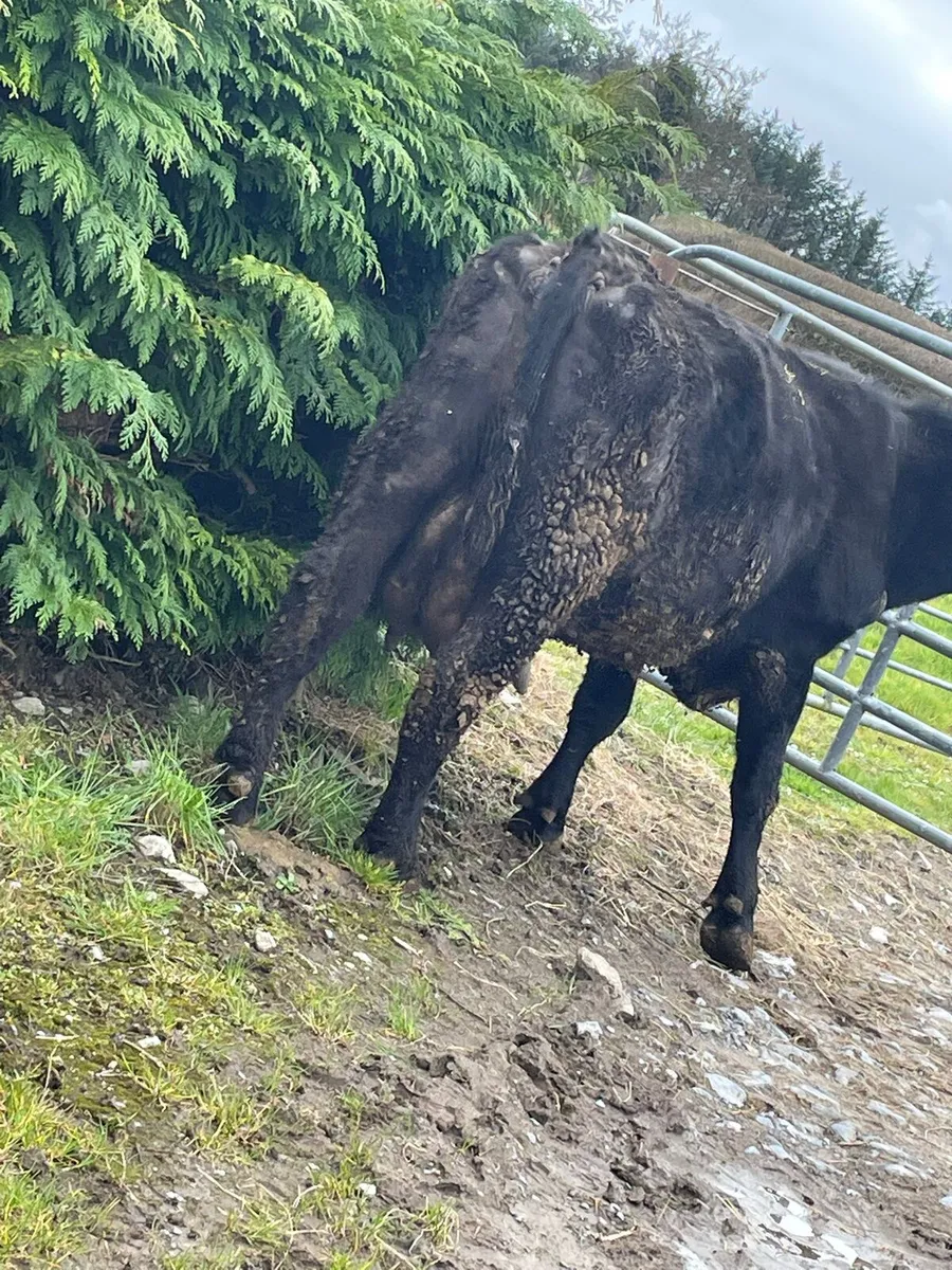 Foster cow - Image 3