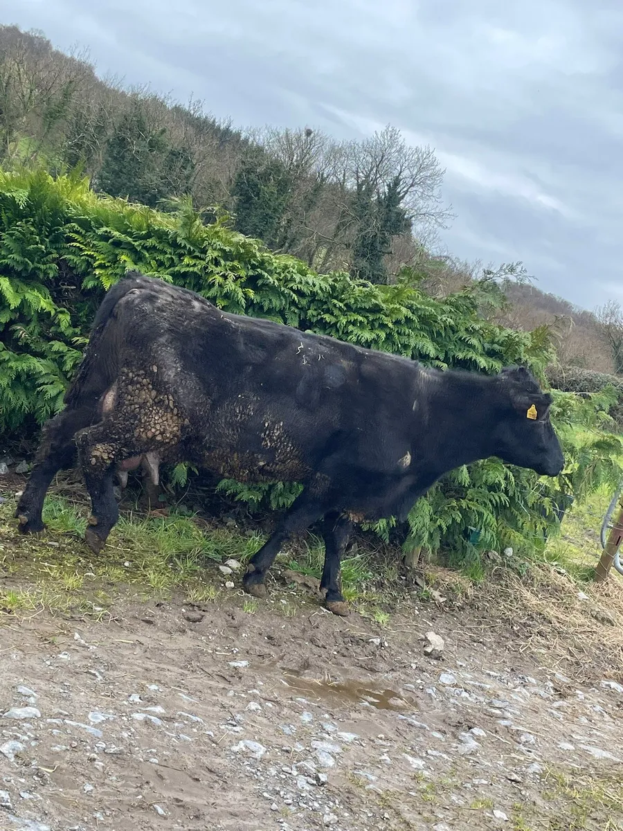 Foster cow - Image 4