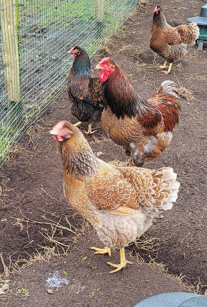 Hatching eggs - Image 1