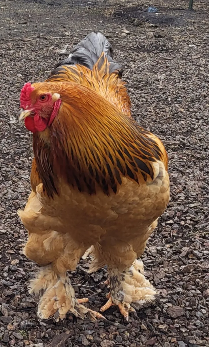 Hatching eggs - Image 2