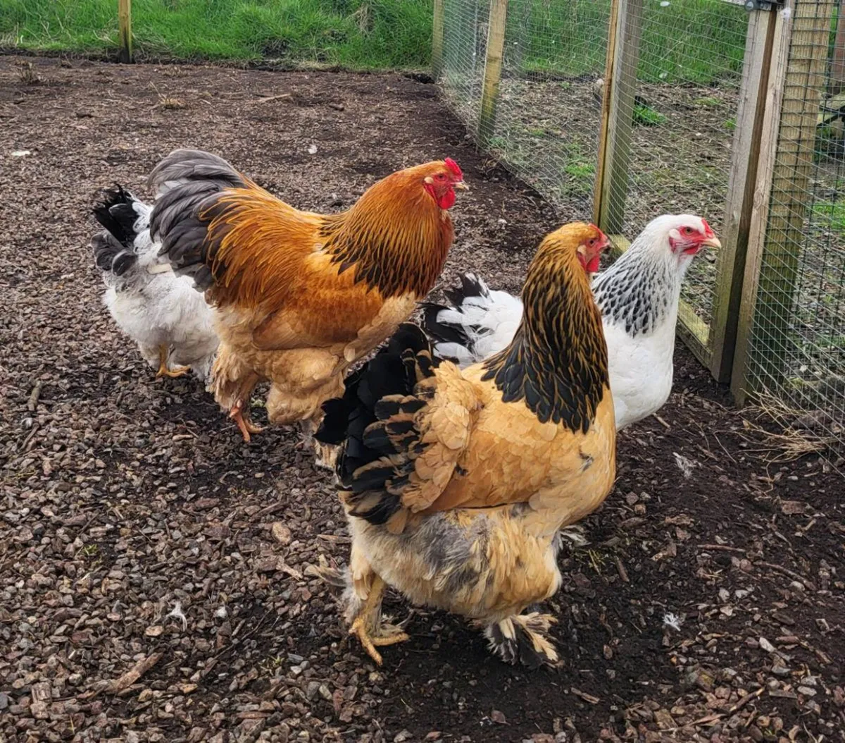 Hatching eggs - Image 3