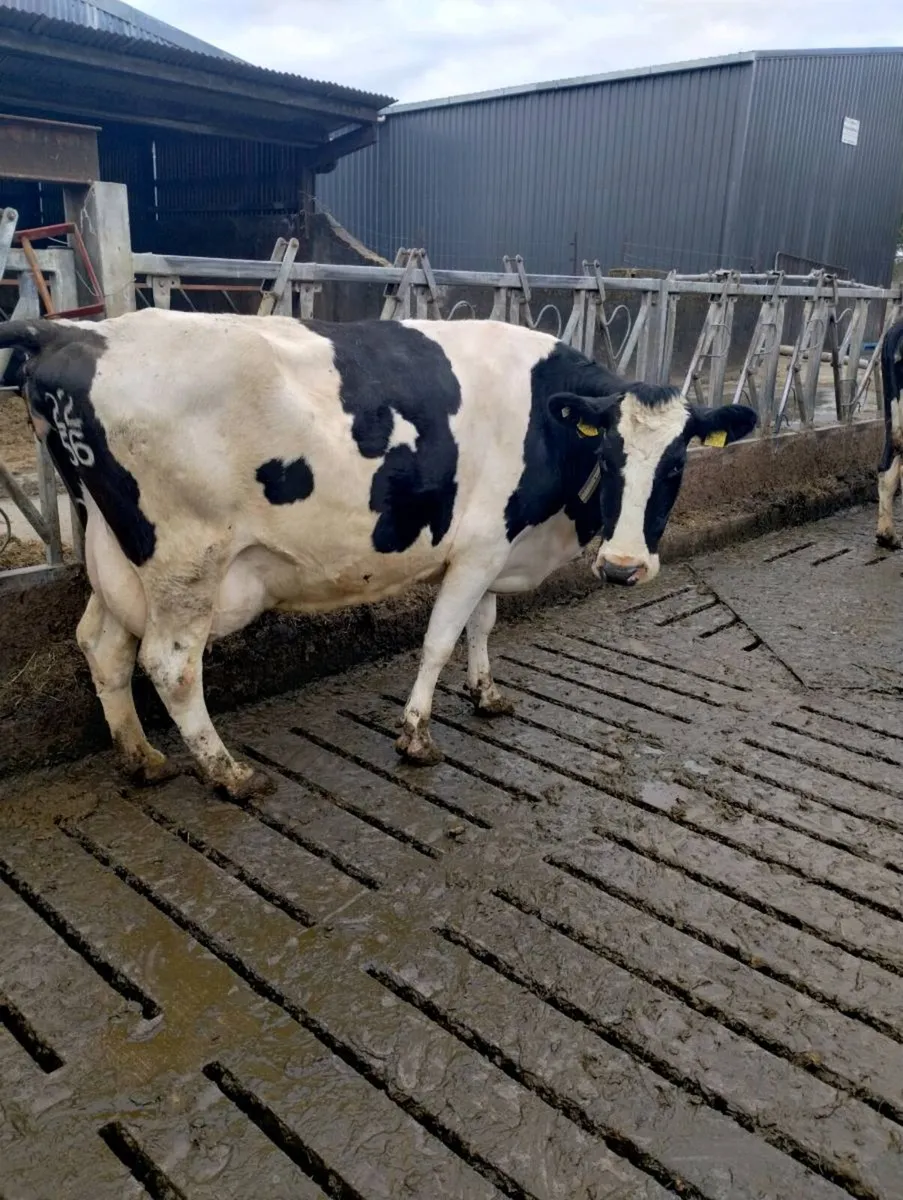 16 April calvers - Image 3