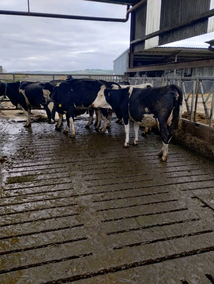 16 April calvers - Image 2