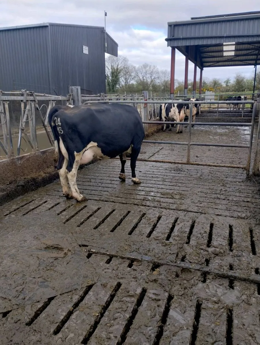 16 April calvers - Image 4