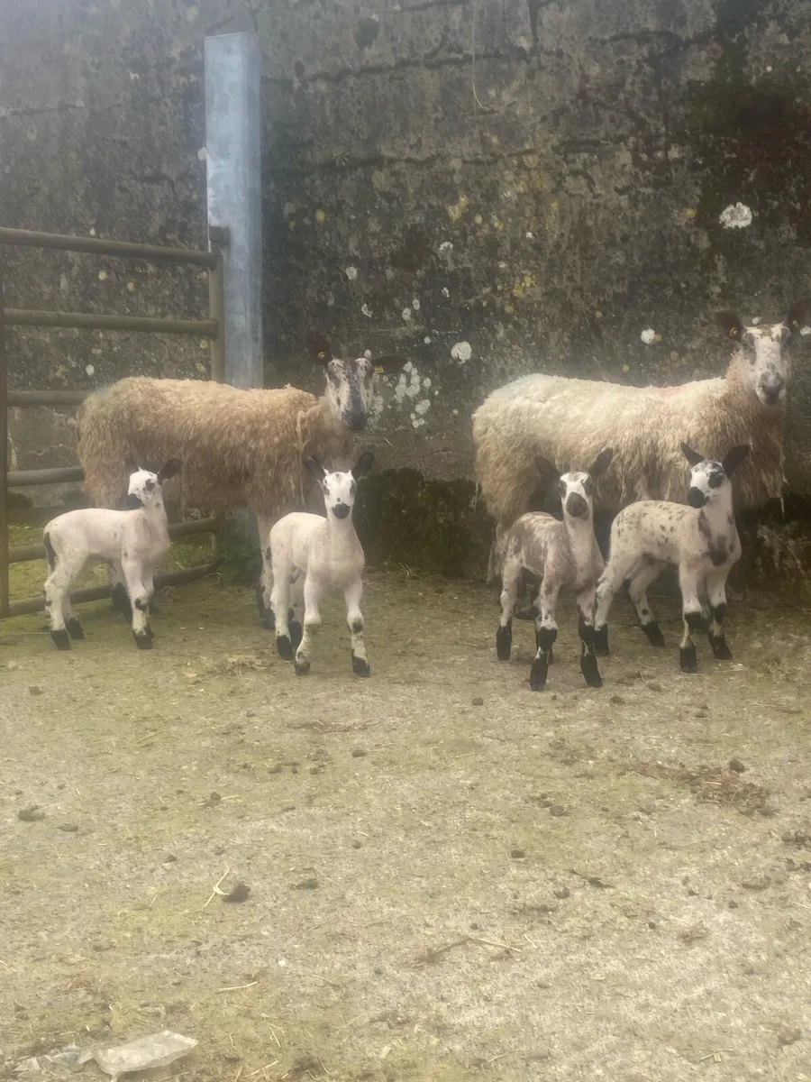 Purebred Blueface leisters - Image 1