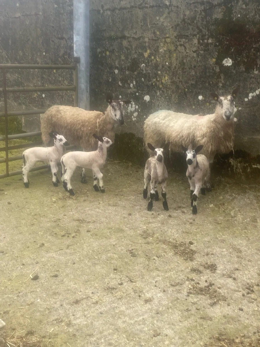 Purebred Blueface leisters - Image 2