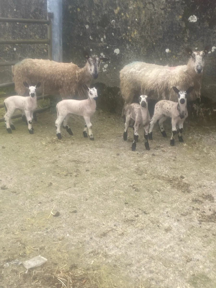 Purebred Blueface leisters - Image 3