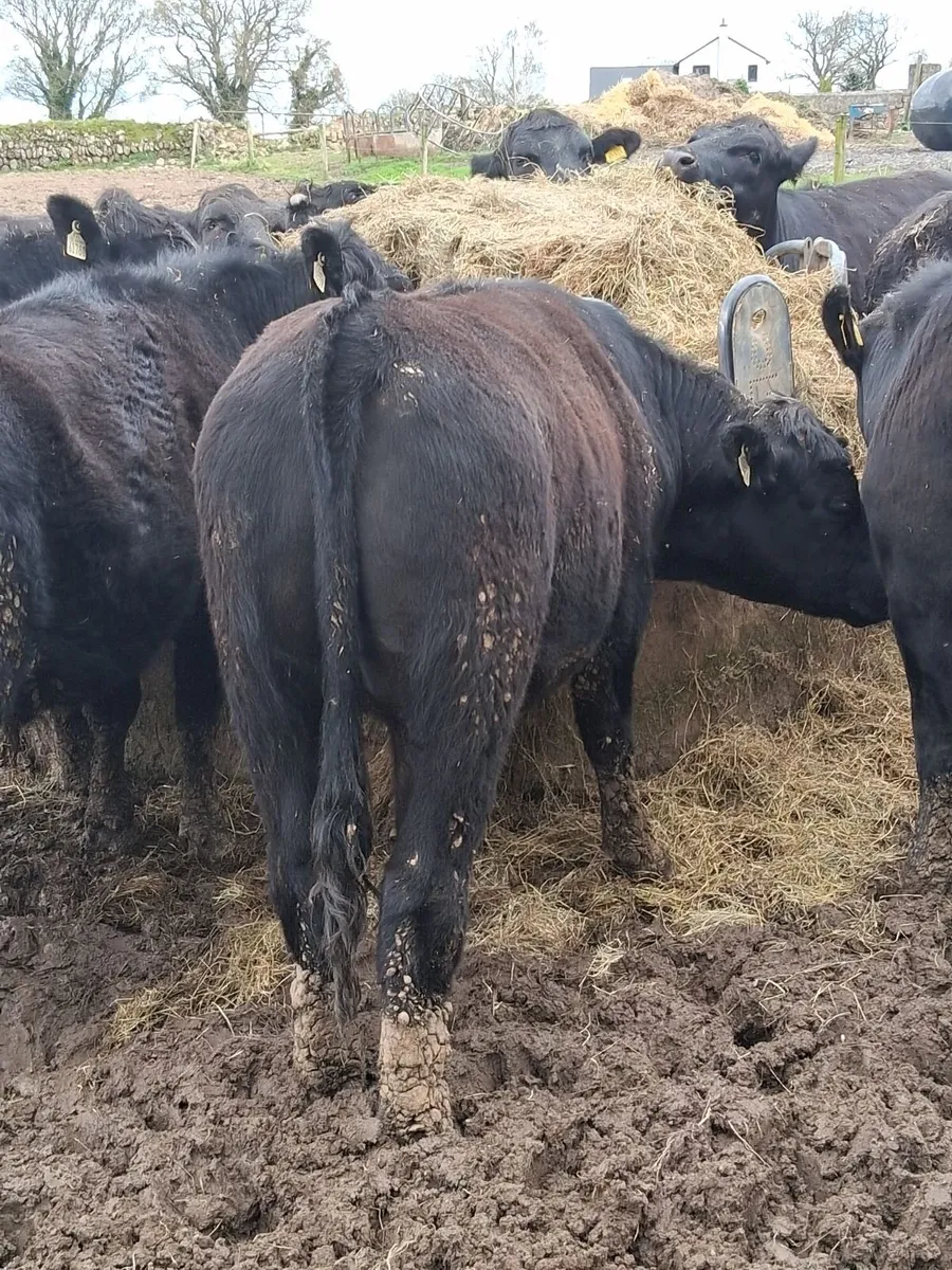 Angus Cattle - Image 2