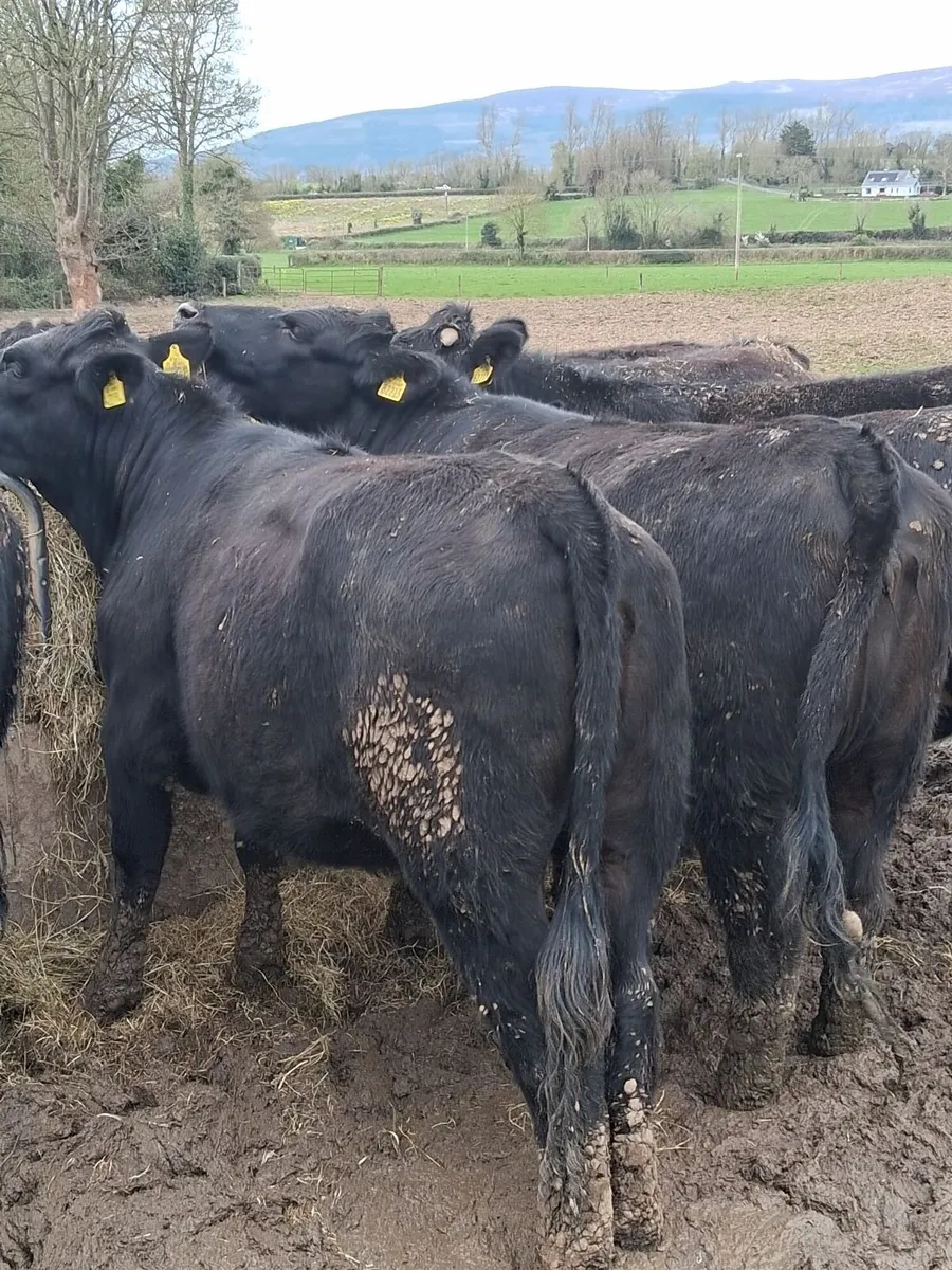 Angus Cattle - Image 3