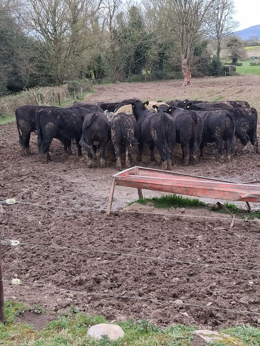 Angus Cattle - Image 4