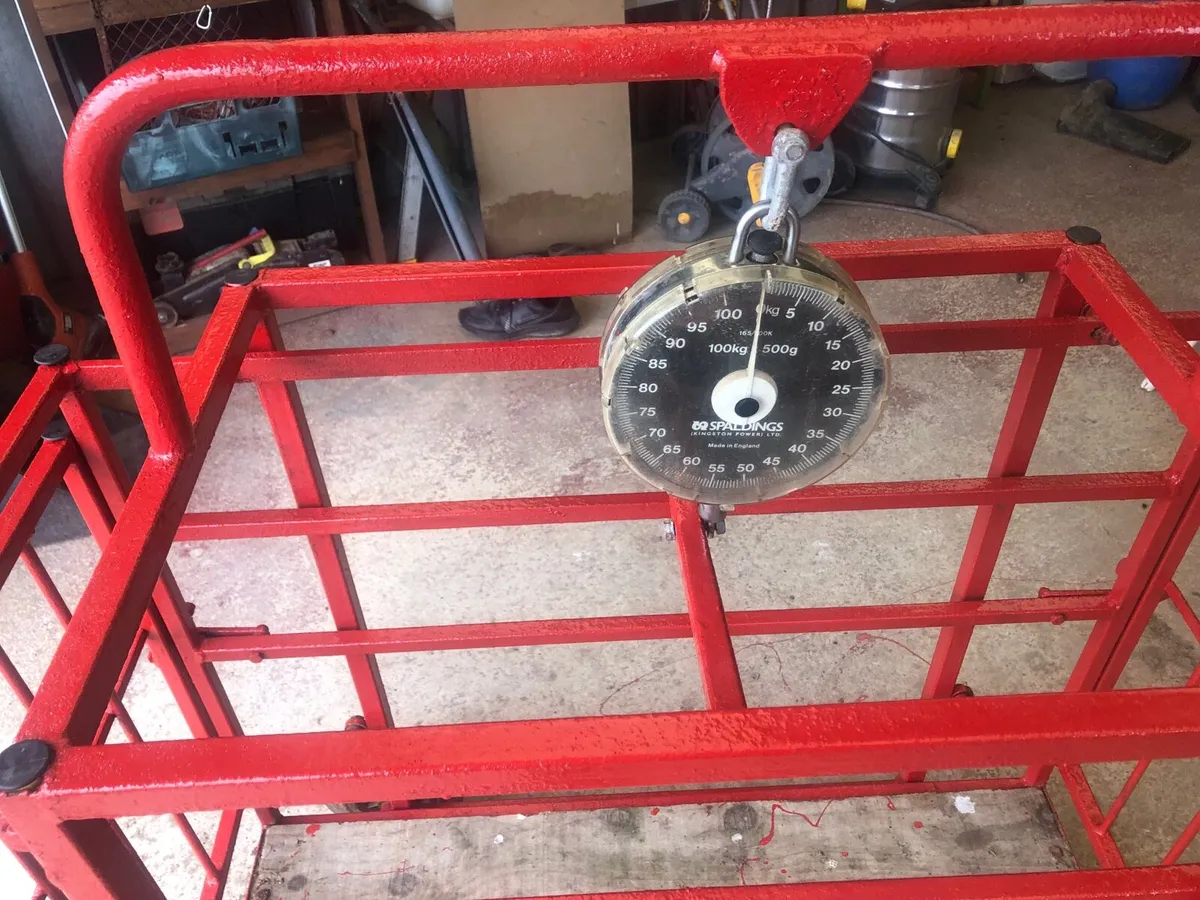 Weighing scales for lambs. - Image 2