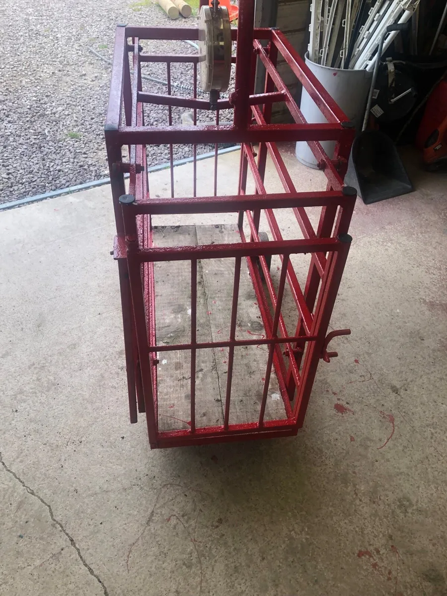 Weighing scales for lambs. - Image 3