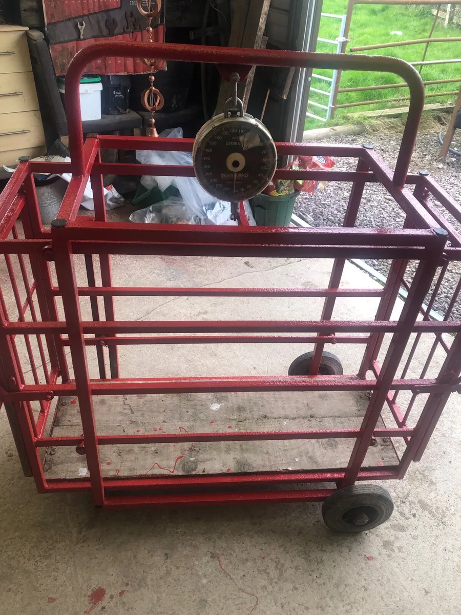 Weighing scales for lambs. - Image 4