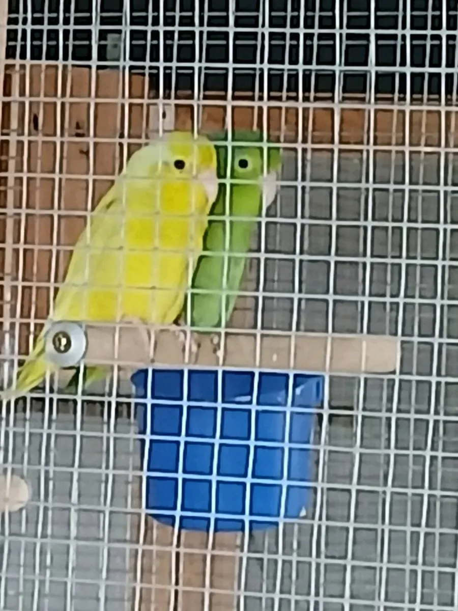 Parrotlets 0877797208 - Image 1