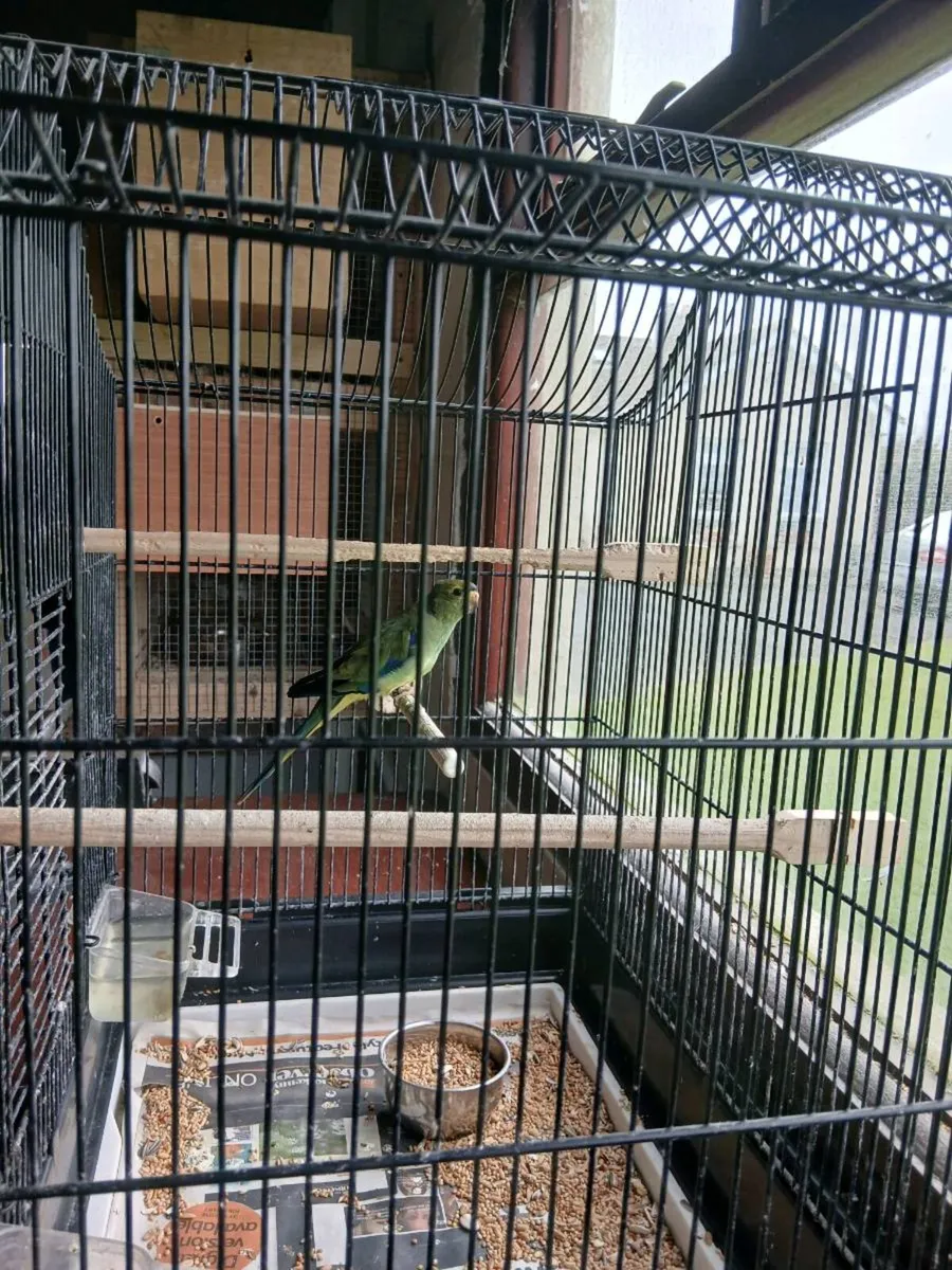 Parrotlets 0877797208 - Image 2