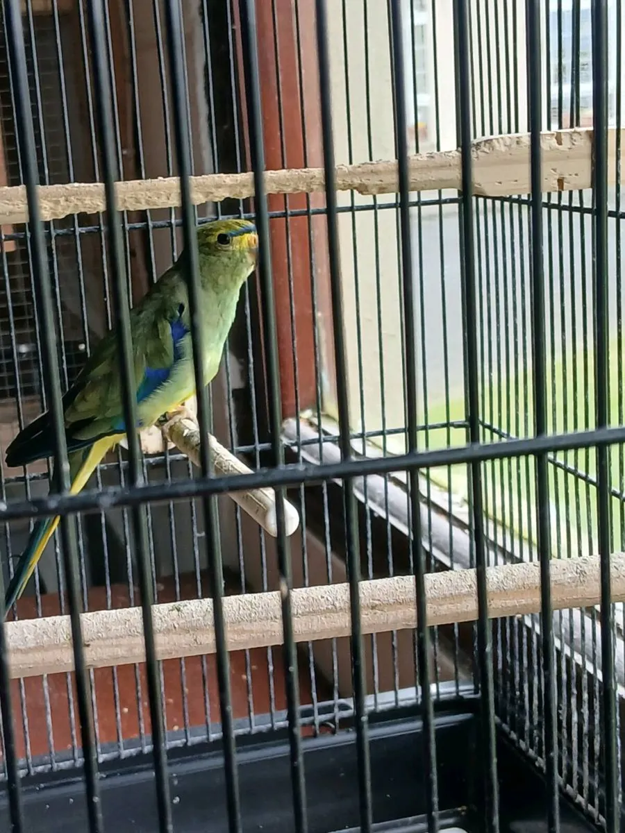 Parrotlets 0877797208 - Image 3