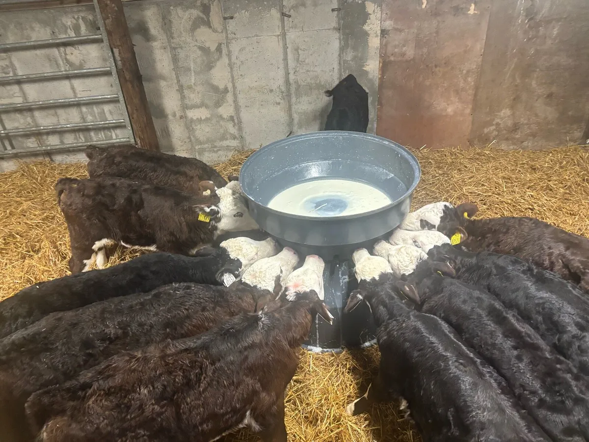 Blue & whitehead Calves for sale - Image 4