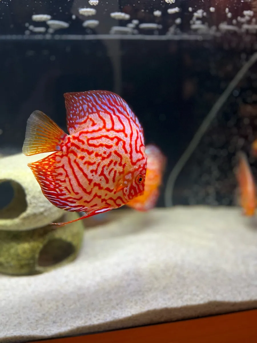 55 Gallons Fish tank - Image 1