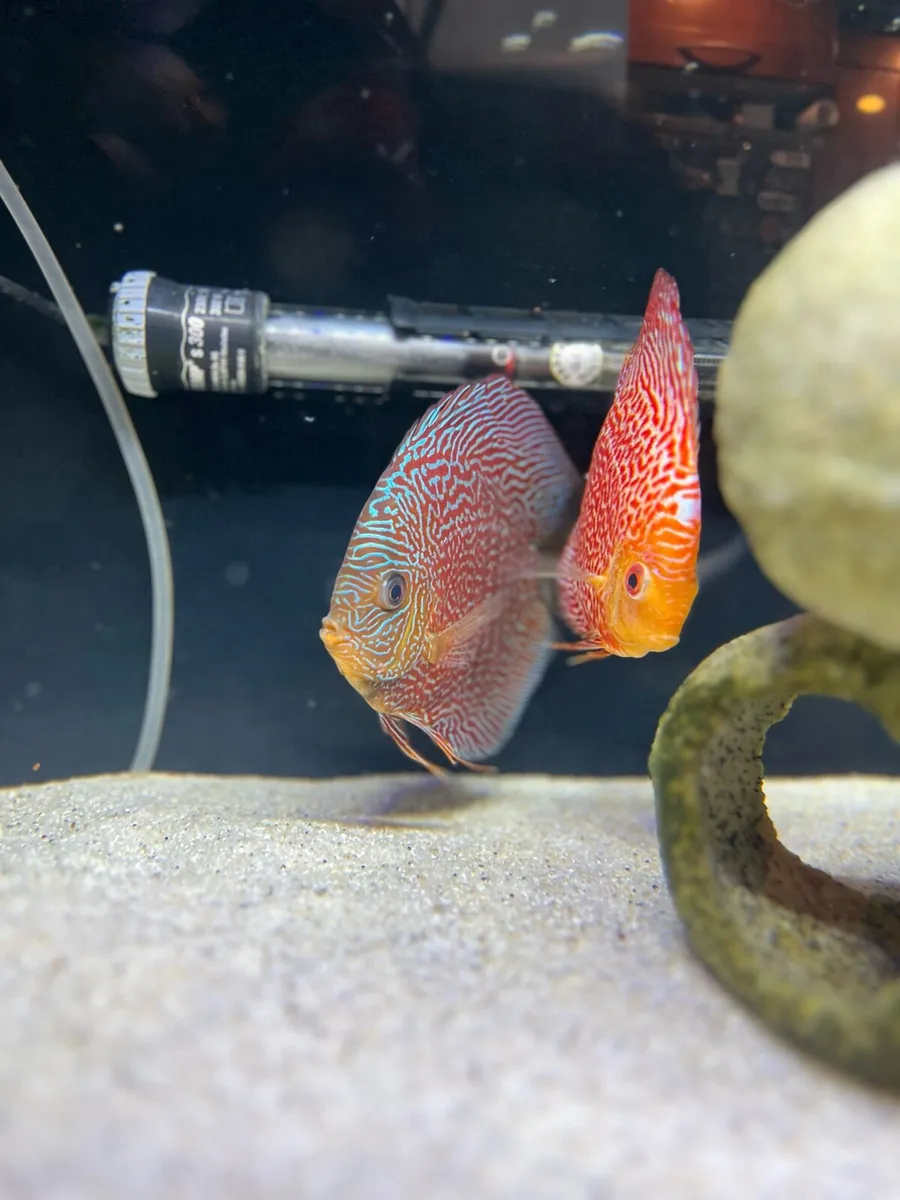 55 Gallons Fish tank - Image 2