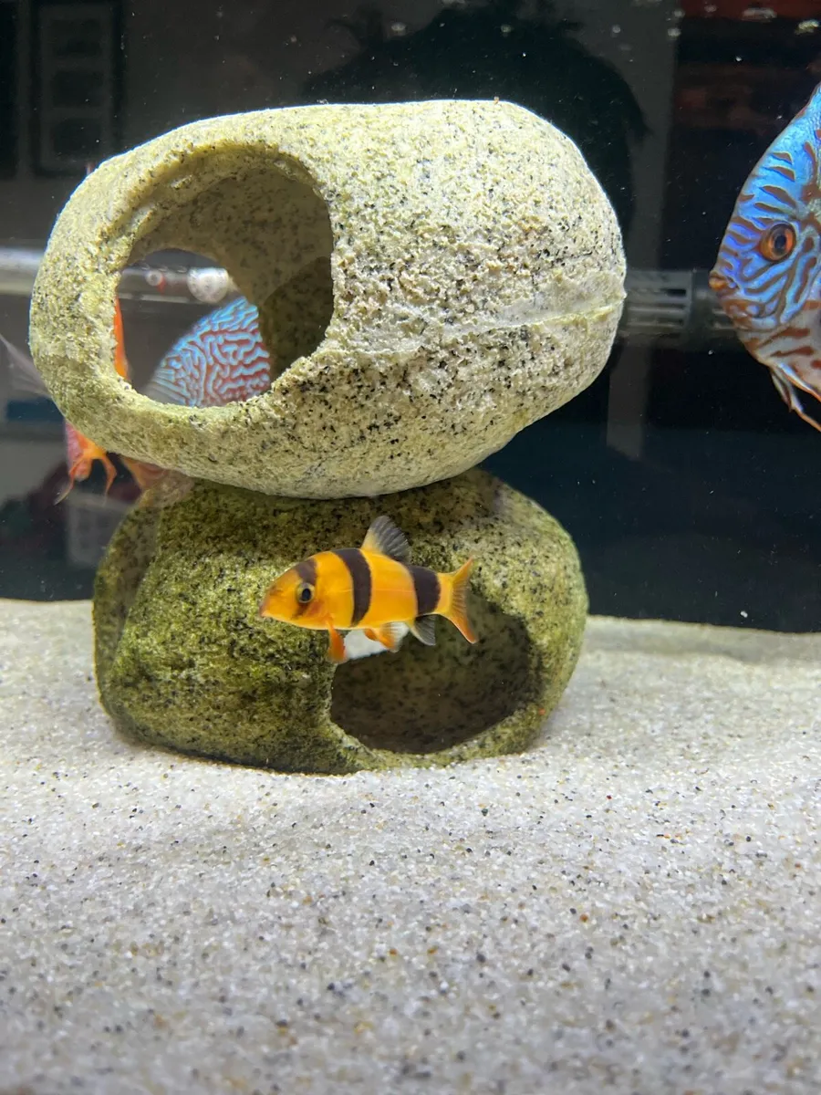 55 Gallons Fish tank - Image 3