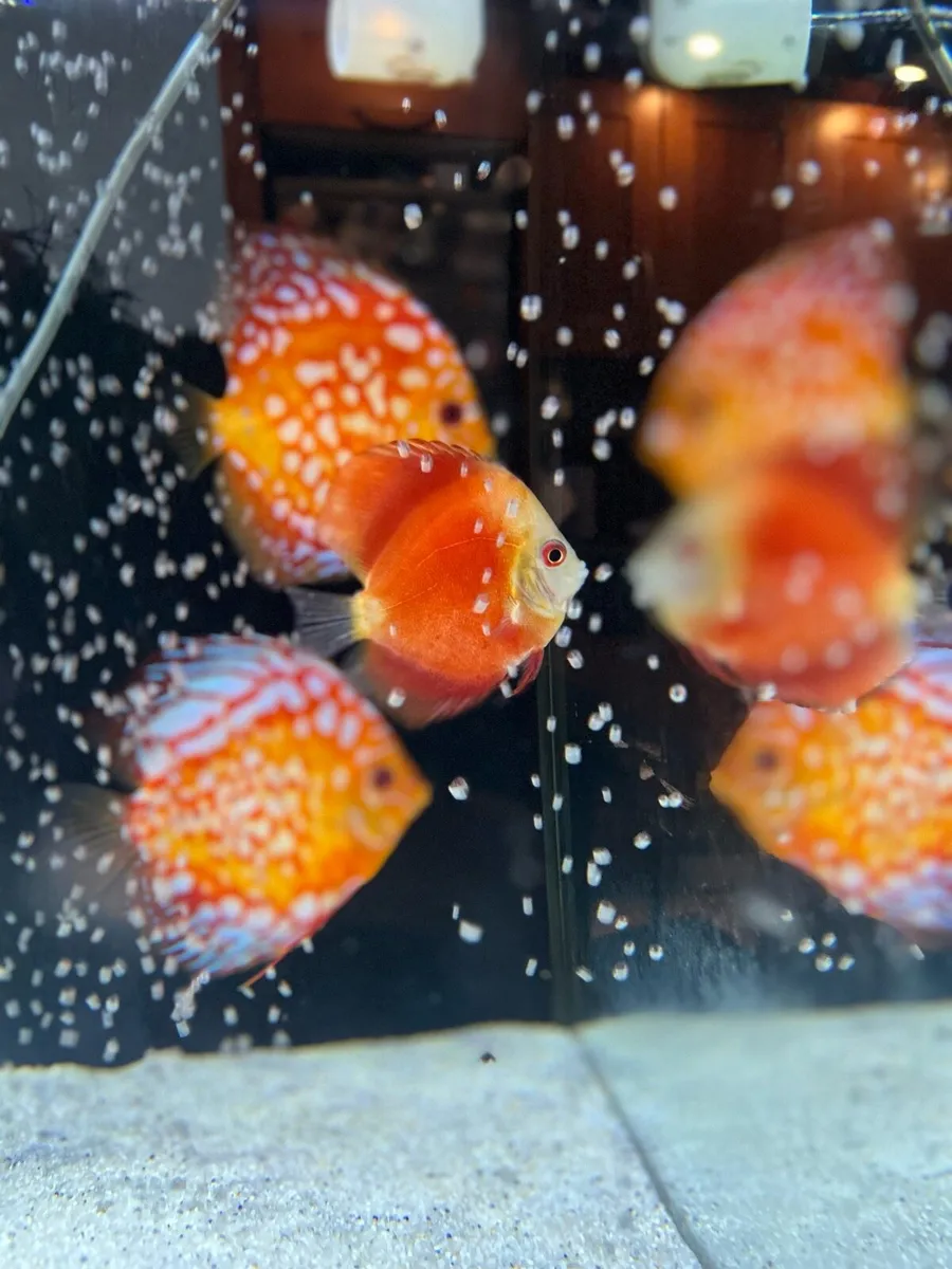 55 Gallons Fish tank - Image 4