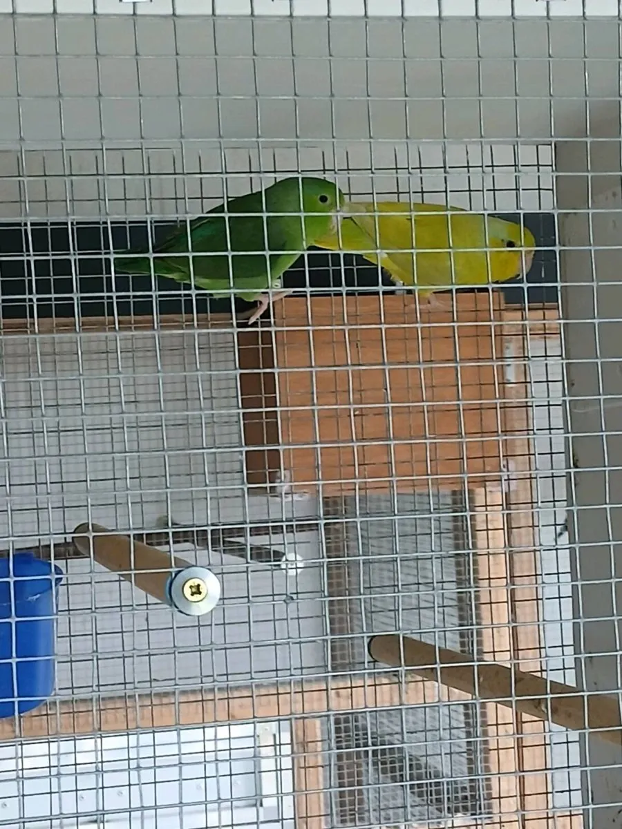 Parrotlets 0877797208 - Image 4